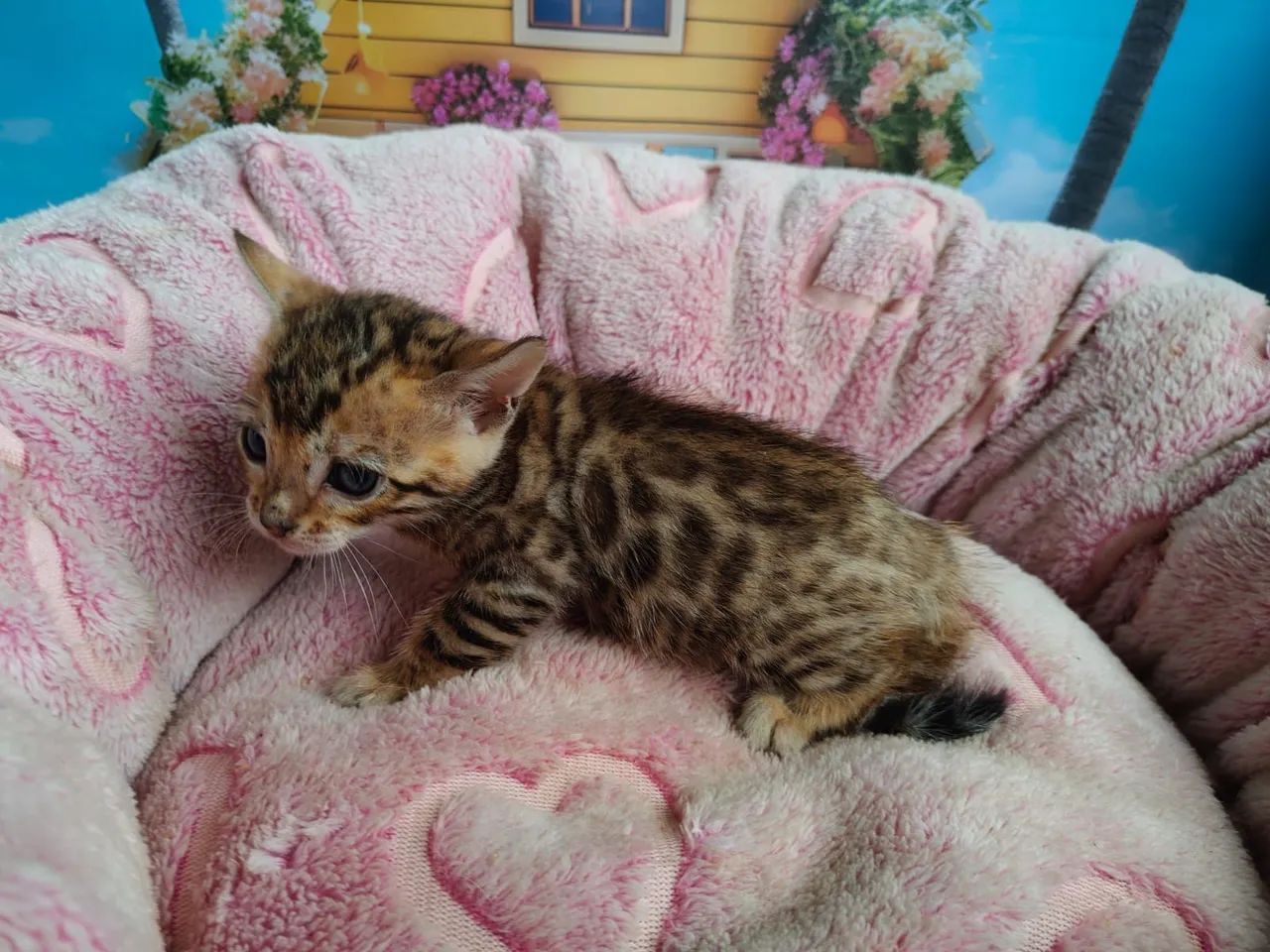 Bengal lindíssimos 