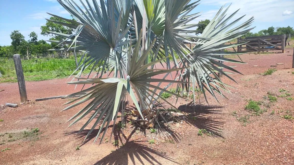 Imóvel para venda possui 136000000 metros quadrados em Poção - Cuiabá - MT - Foto 11