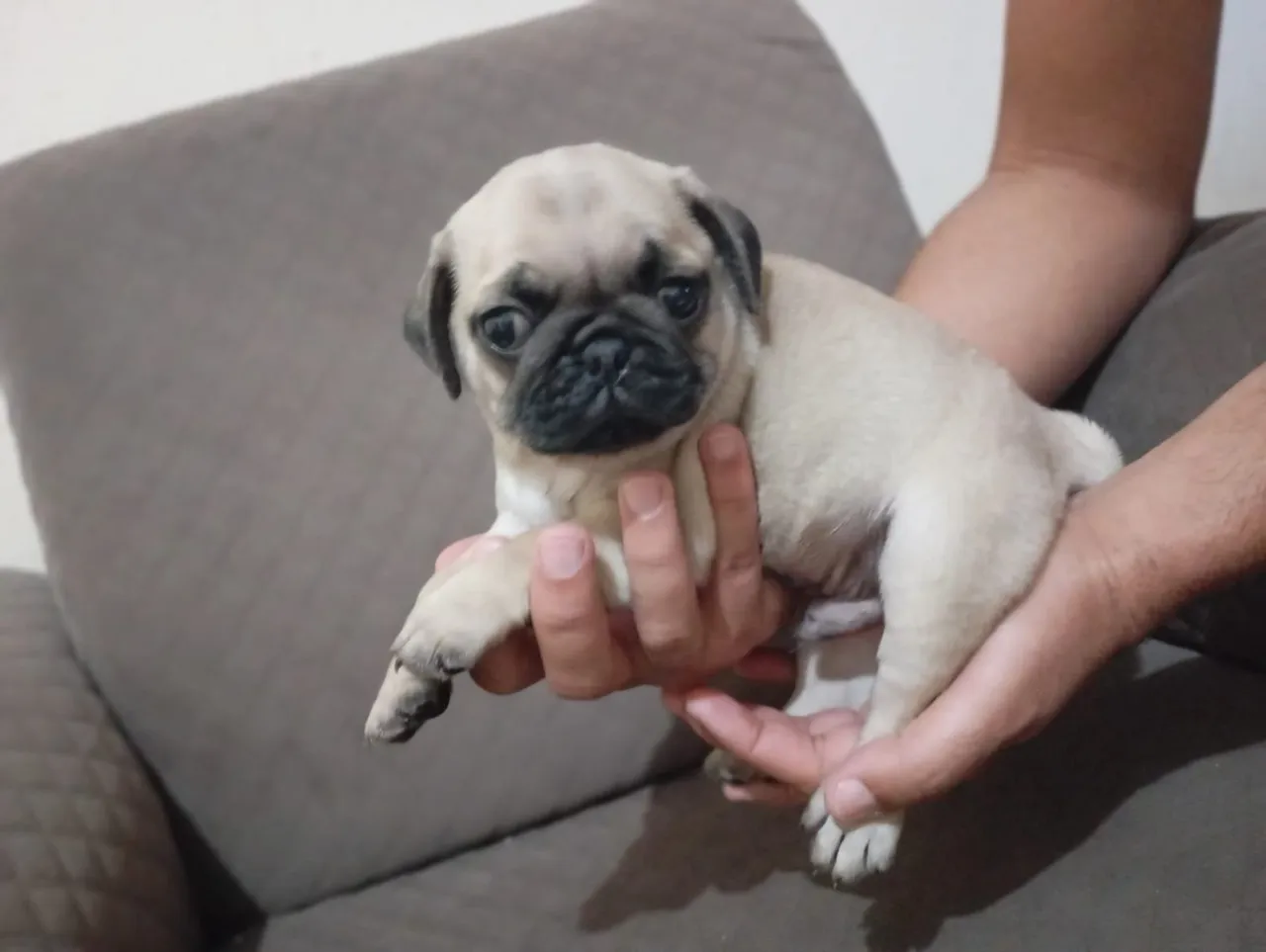 Filhote de Pug - Uma fofura!