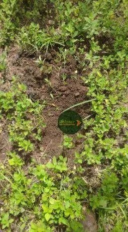 Fazenda à venda, 1960200 m² por R$ 5.390.000 - Zona Rural - Cristalândia/TO - Foto 3