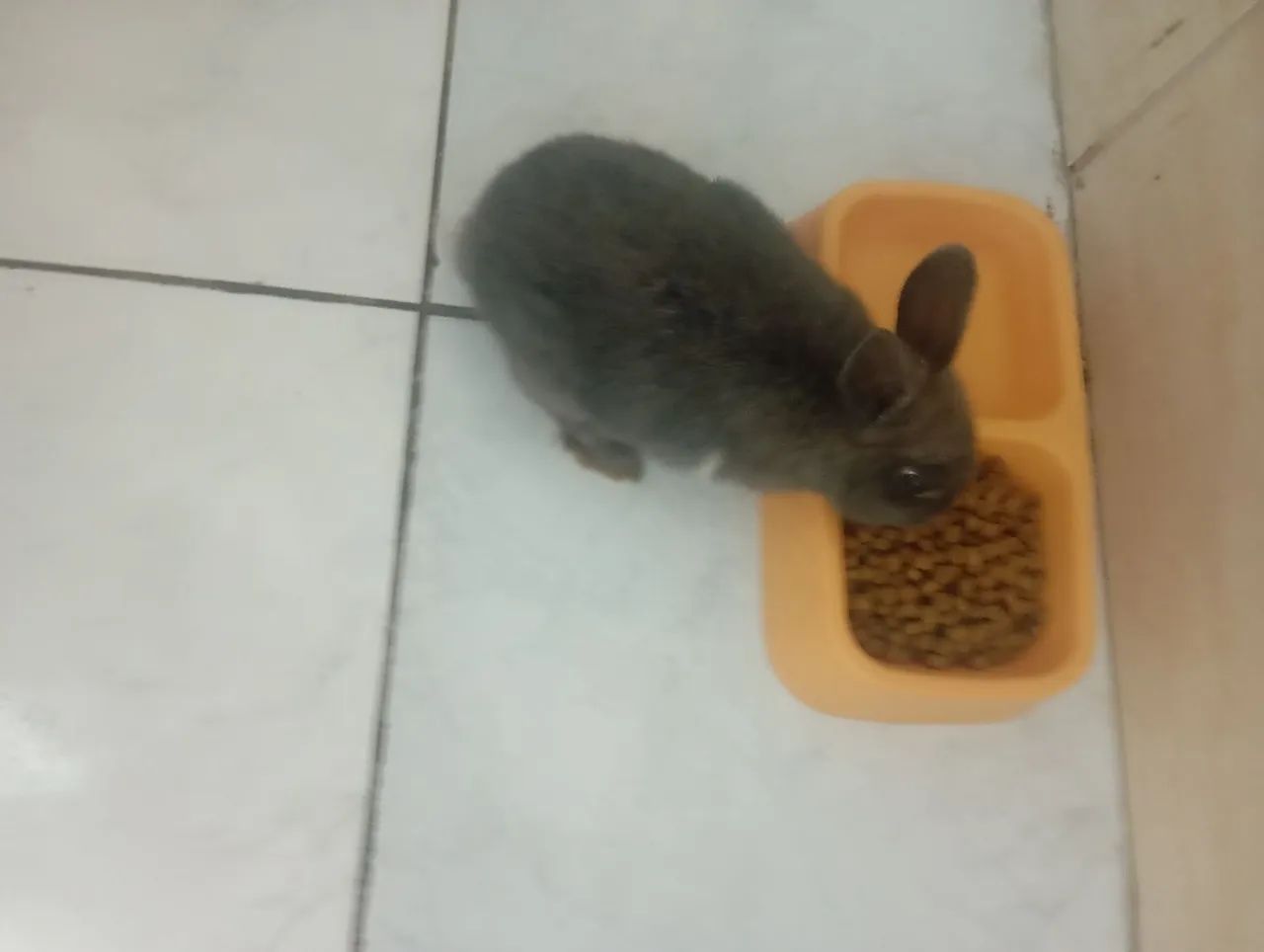 Coelho Lop Cinza - Foto 2