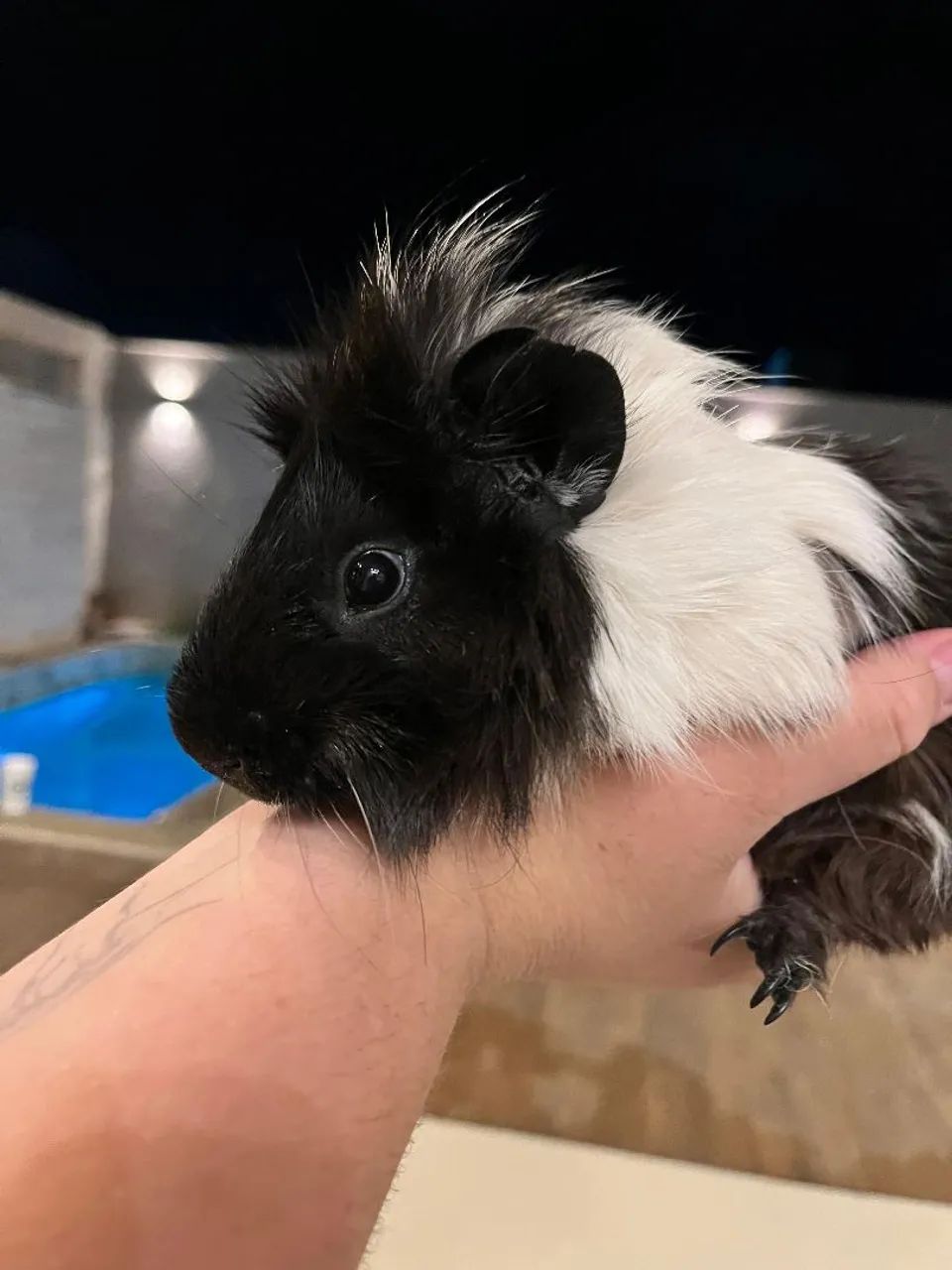 Porquinho da índia  - Foto 3