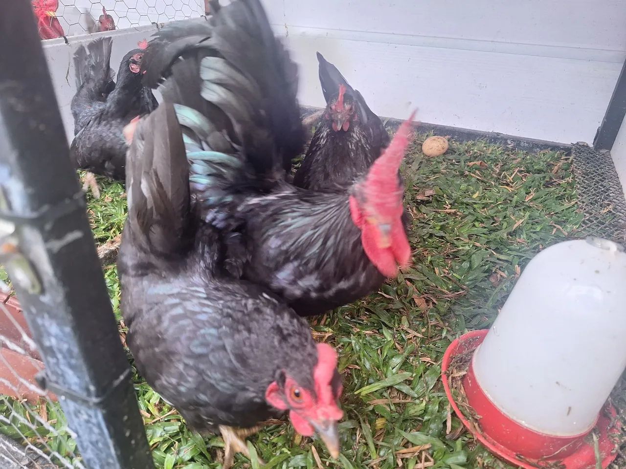 Ovos Garnizé Nagasaki - Foto 6