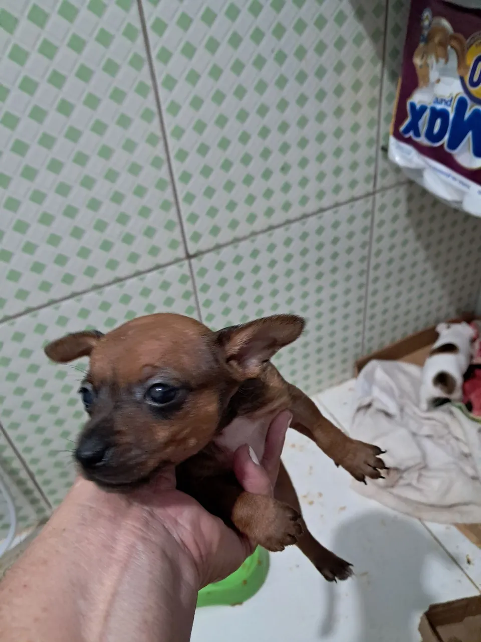 Filhote Pinscher Macho para adoção