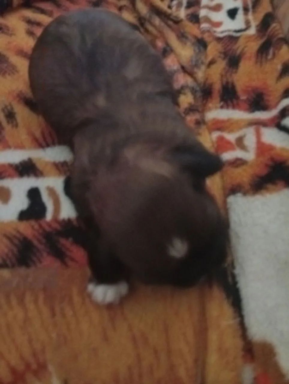 Cachorro - Foto 2