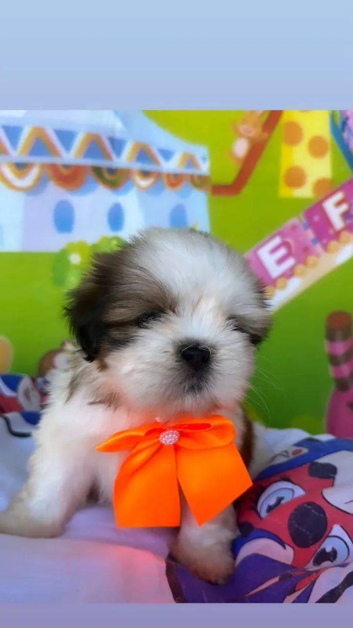 Shih tzu