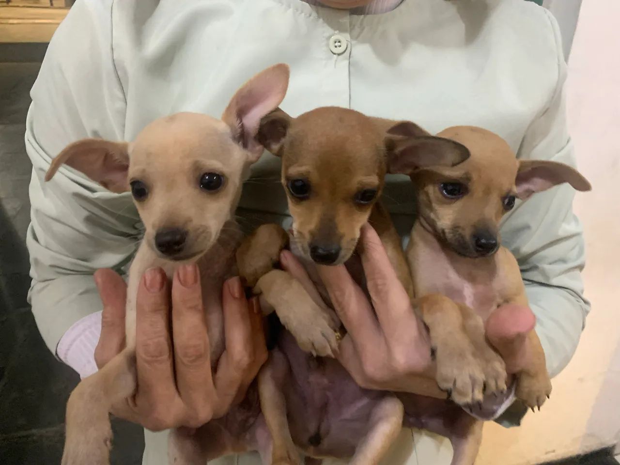 Pinscher  - Foto 3