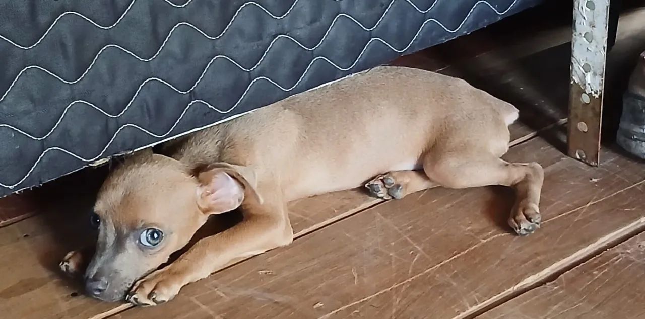 Vendo pinche macho,com 4 meses  