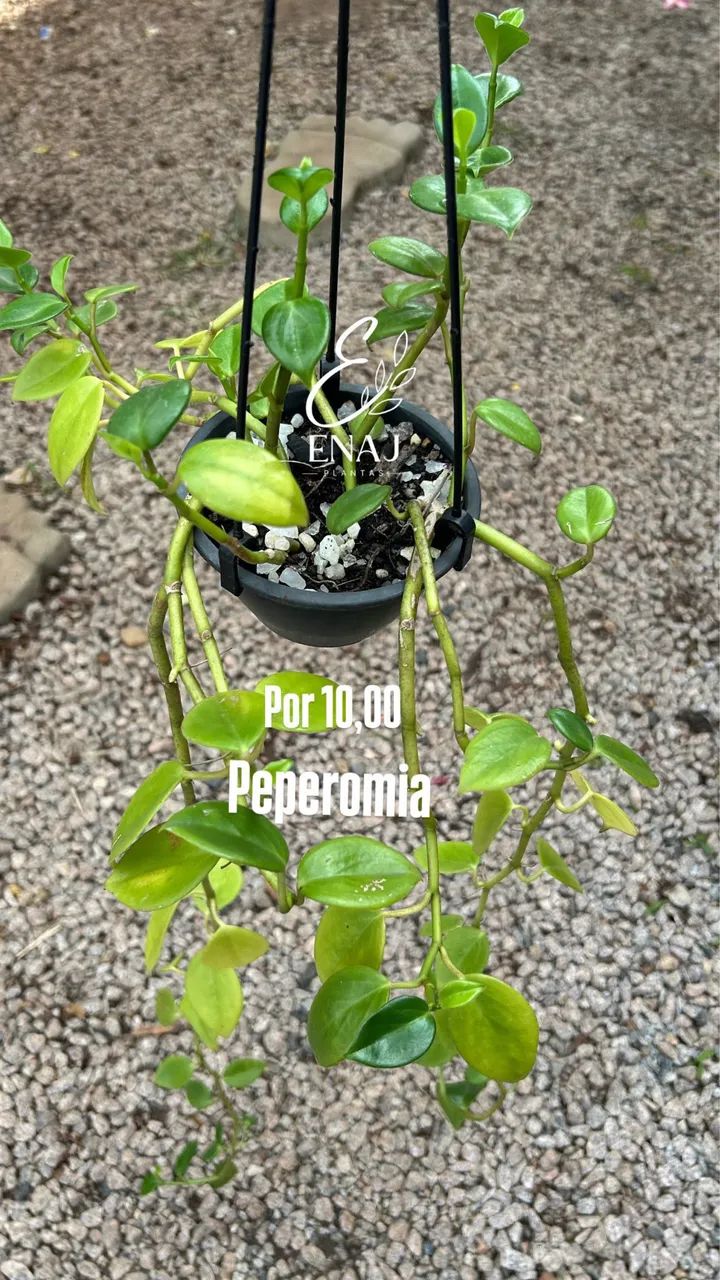 Plantas variadas  - Foto 4