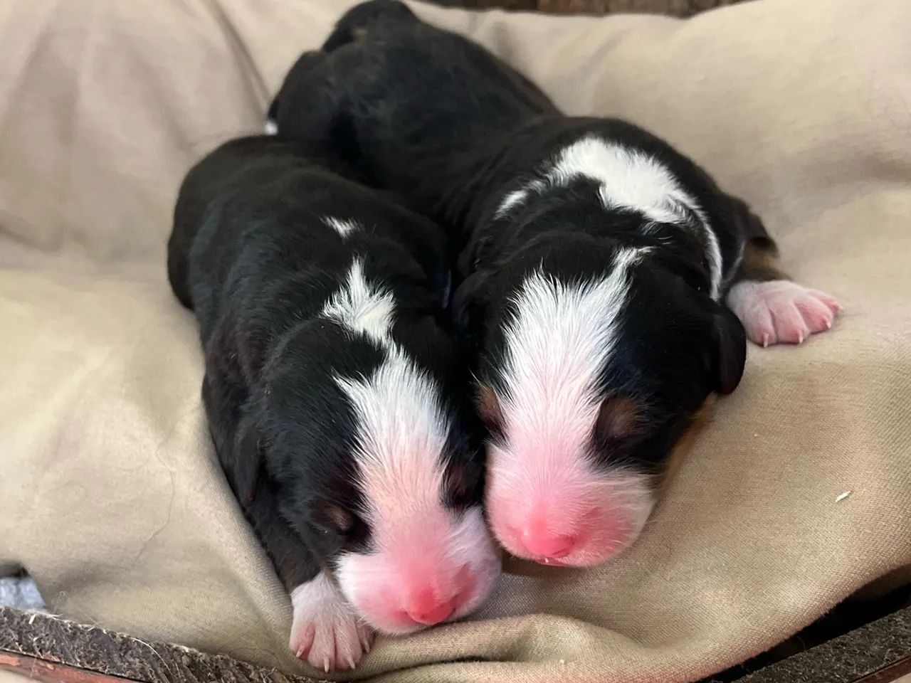 Bernese Reseva  - Foto 4