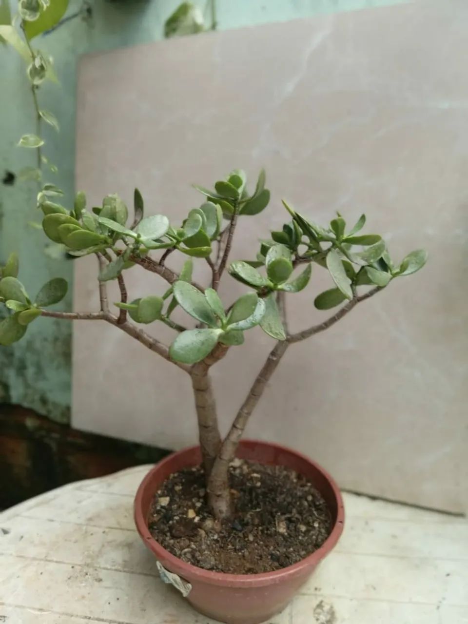 Planta Jade - Foto 2