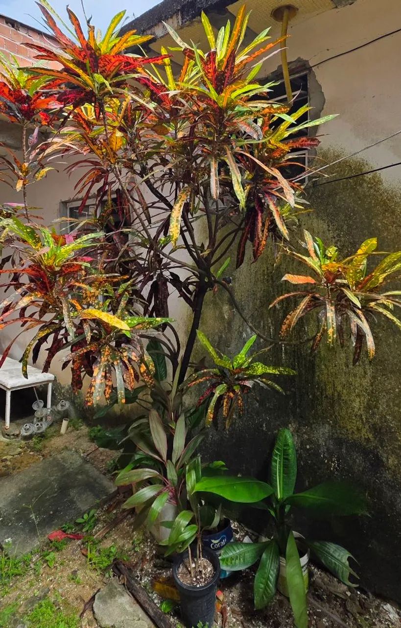 Planta Cróton <br> - Foto 4