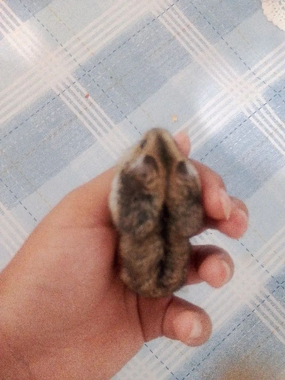 Filhotes de hamster anão russo - Foto 3