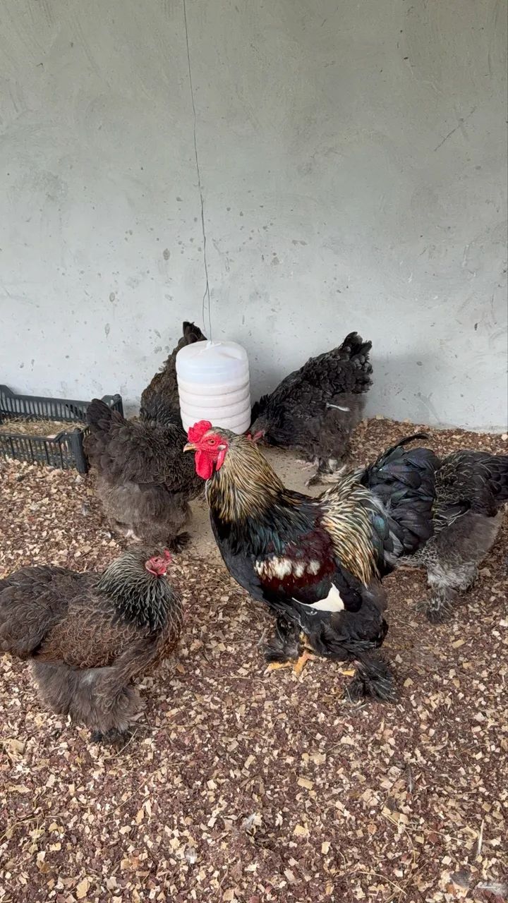 Vendo galinhas de raças, Galinhas d?angola, gansos, marrecos pavões e outras aves  - Foto 2