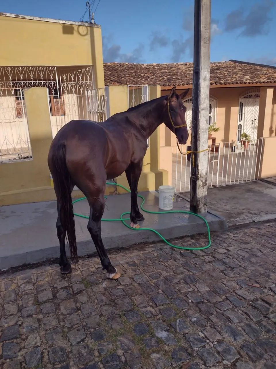 Égua  - Foto 3