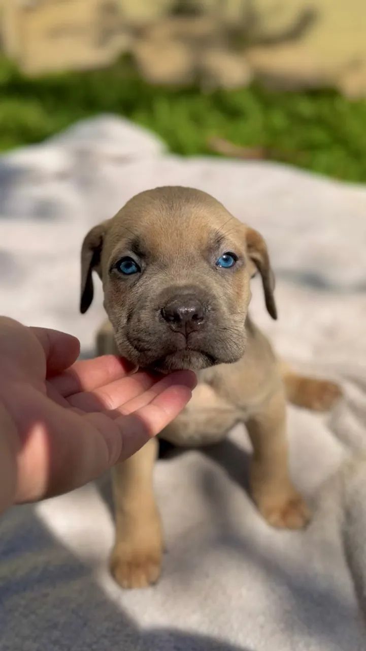 Cane corso Formentino - Foto 4