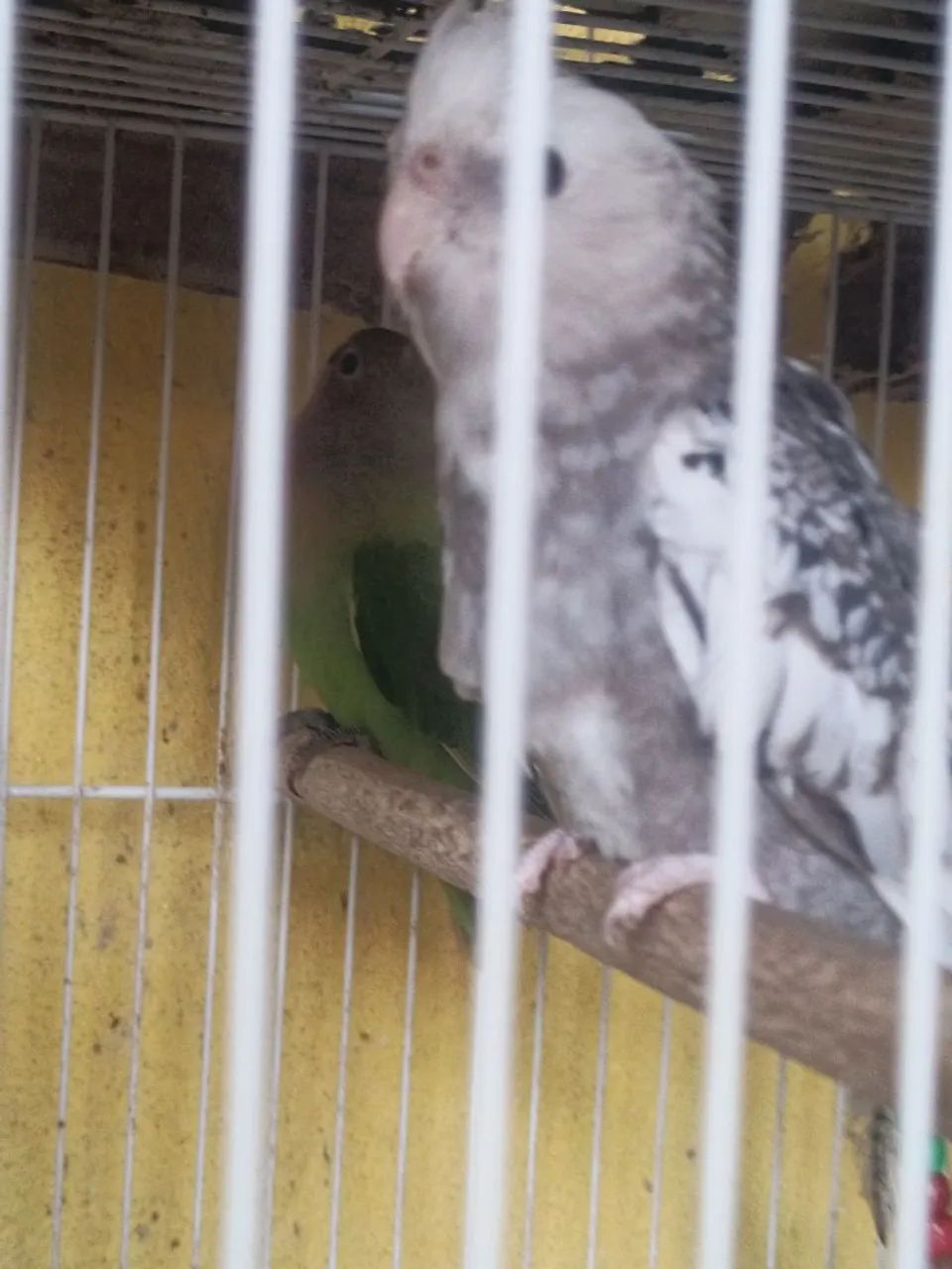 Bebedor - Foto 3