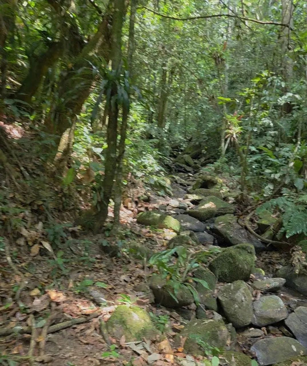 Terreno para sítio com água e energia - Foto 3