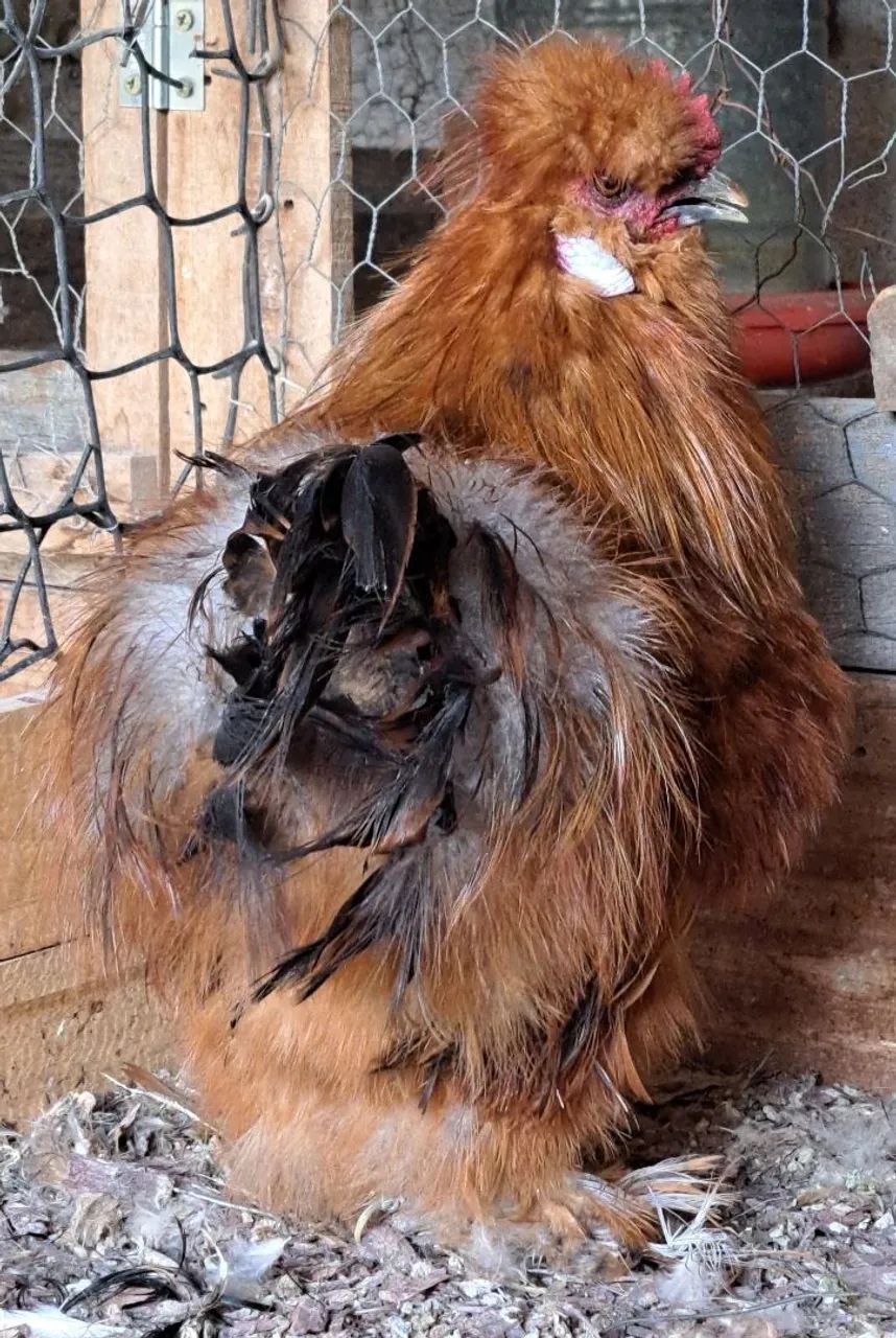 Franguinho sedosa - Foto 2