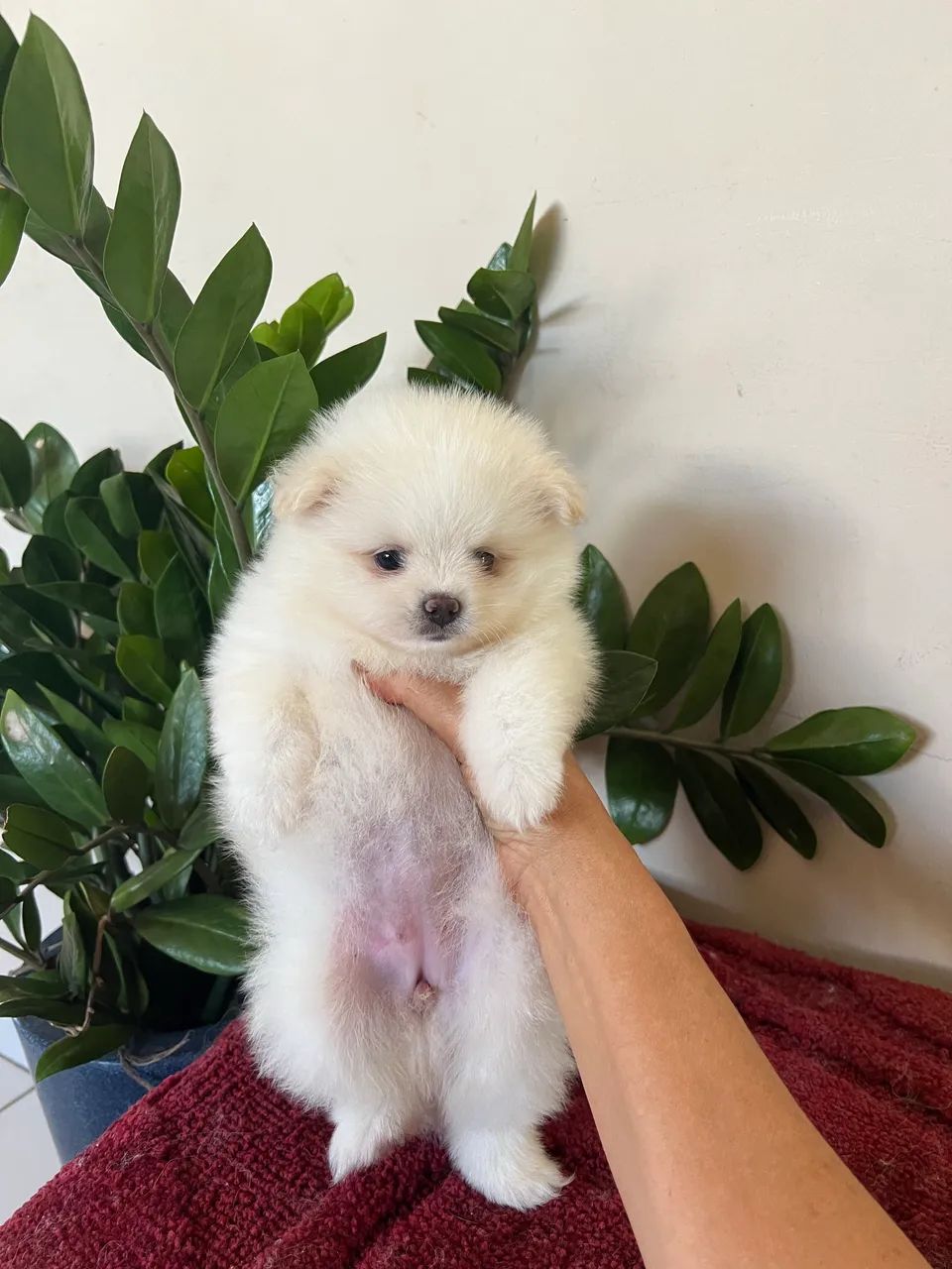 Cachorro - Foto 5