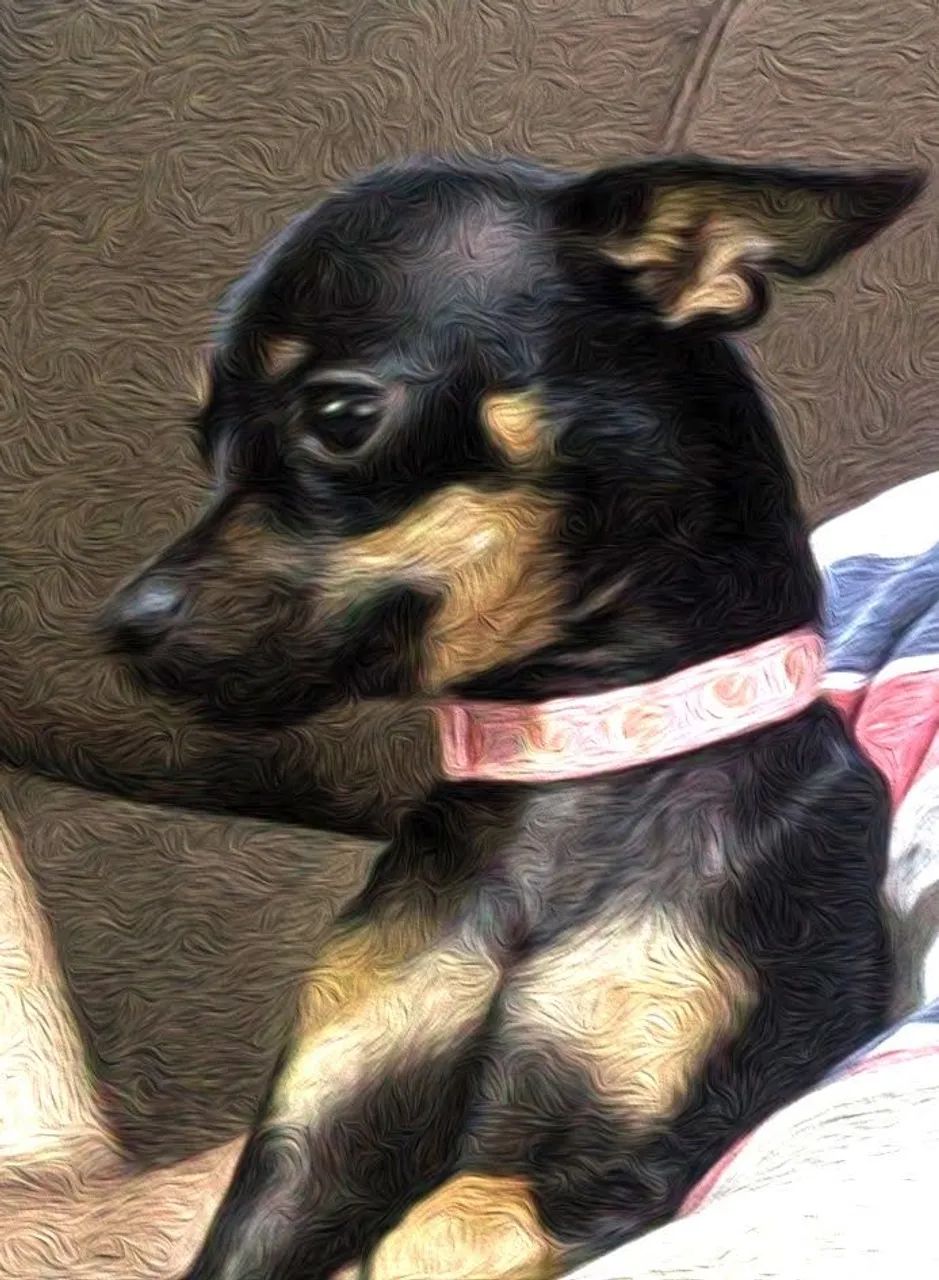 Pinscher  - Foto 2