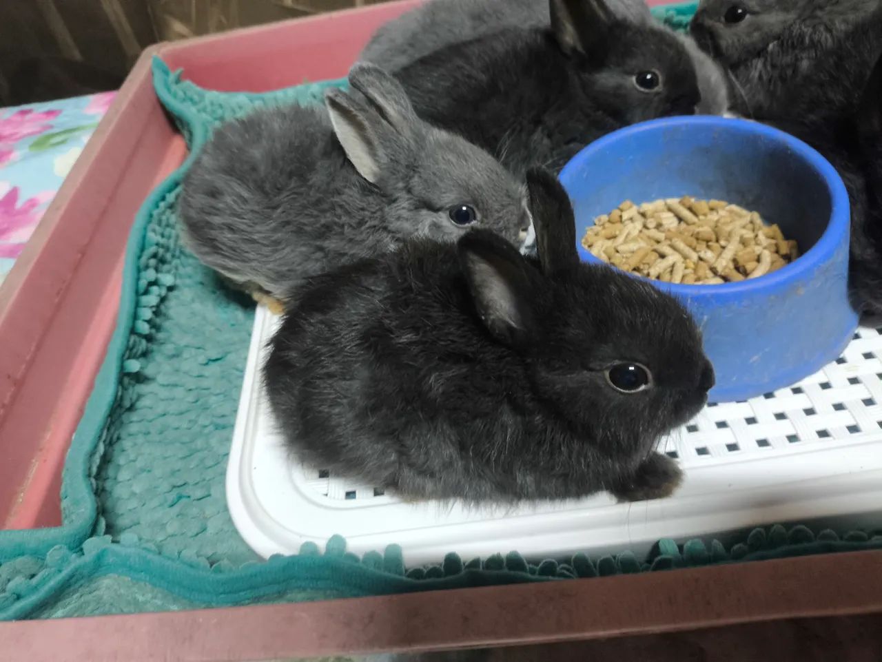 Meu pet Mini  - Foto 4