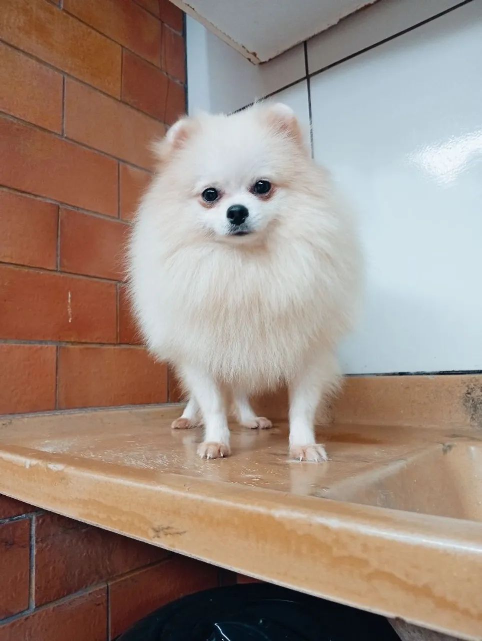 Spitz - Cachorros - KLP, Foz do Iguaçu 1503059319 | OLX