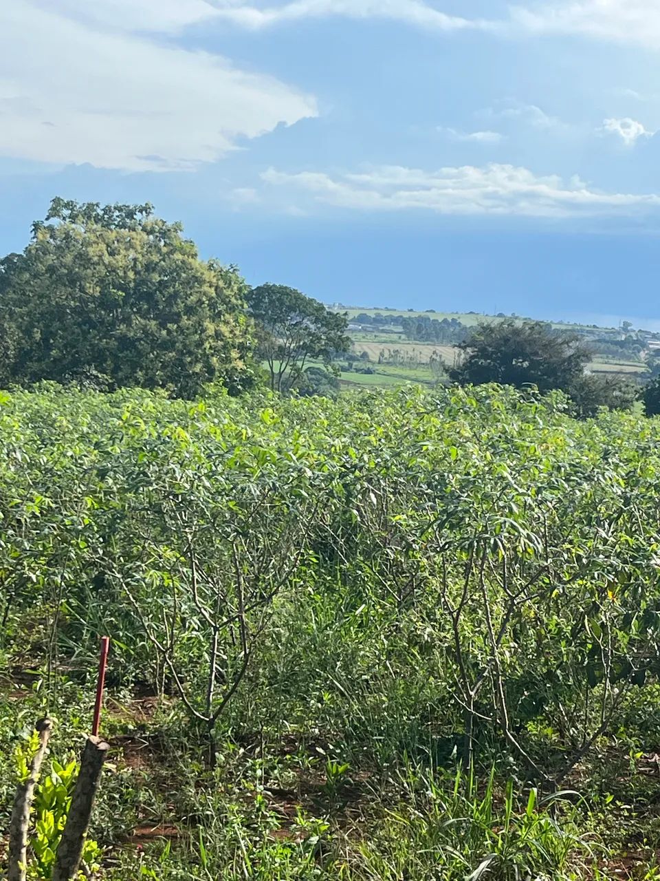 Mandiocal - Roça de mandioca - Foto 4