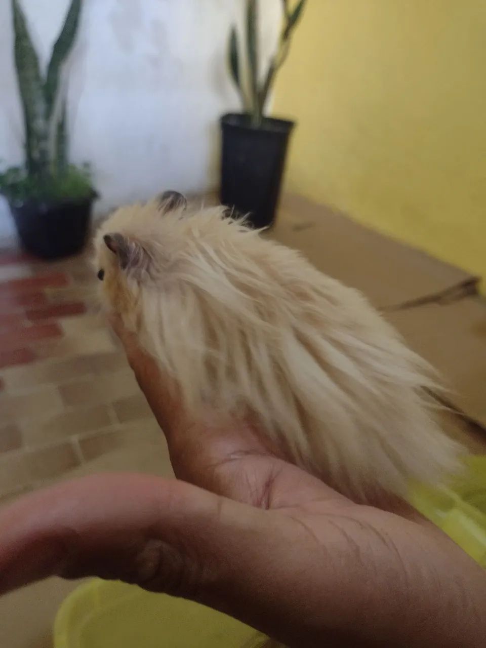 Hamister Angorá  - Foto 3