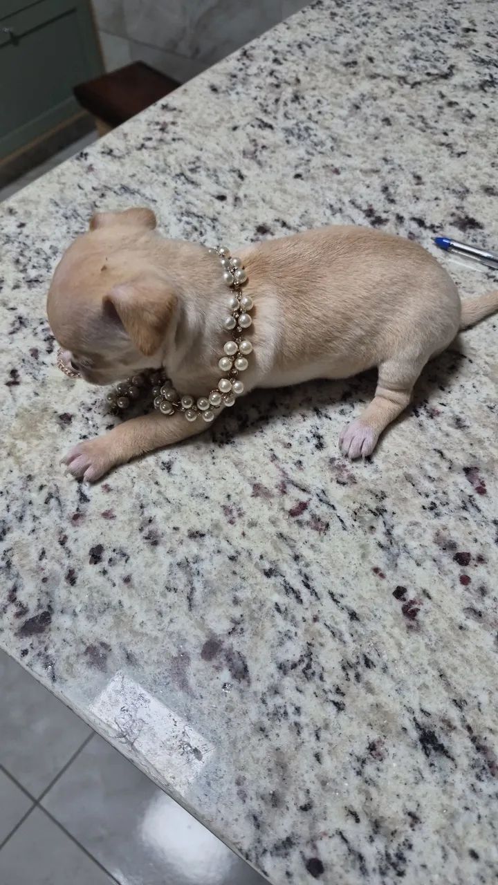 Chihuahua  - Foto 3
