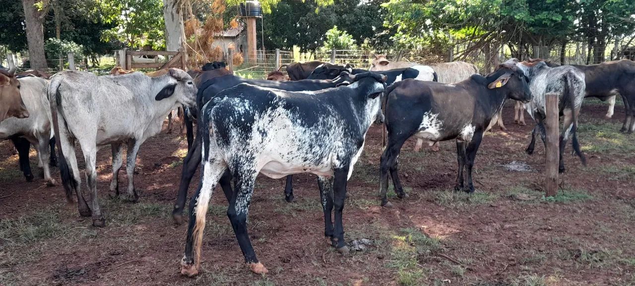 Novilhas e vacas leiteiras  - Foto 6