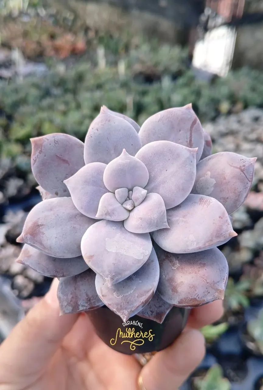 Suculentas e Cactos a partir de 2 reais - Foto 3