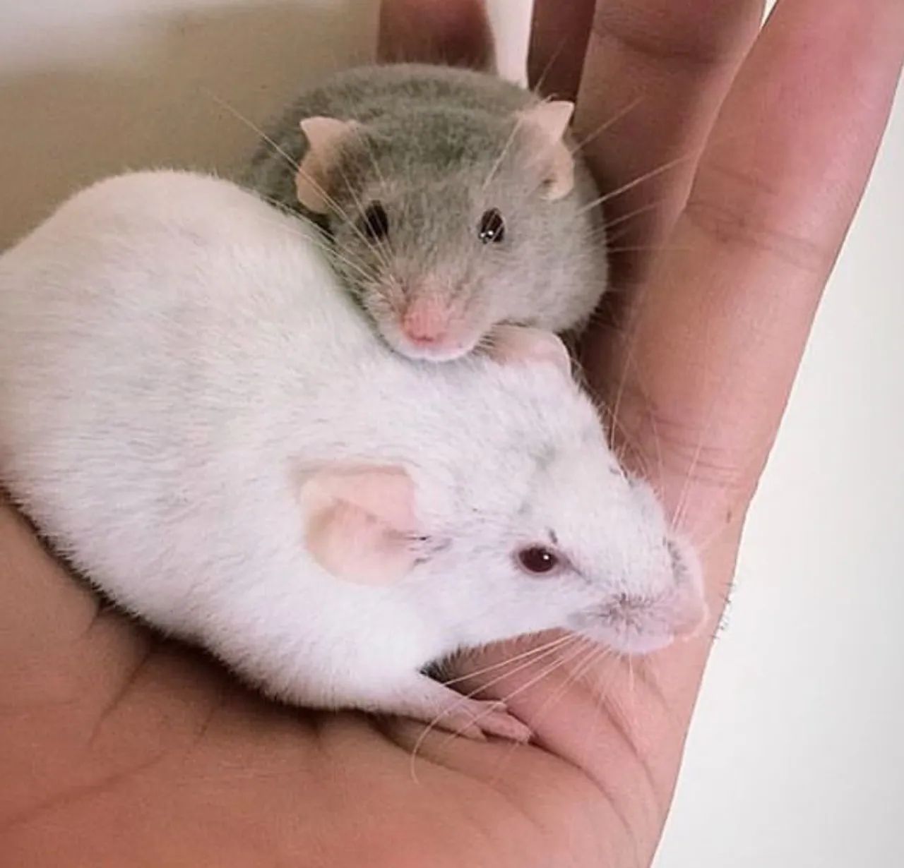 Camundongos - Foto 4