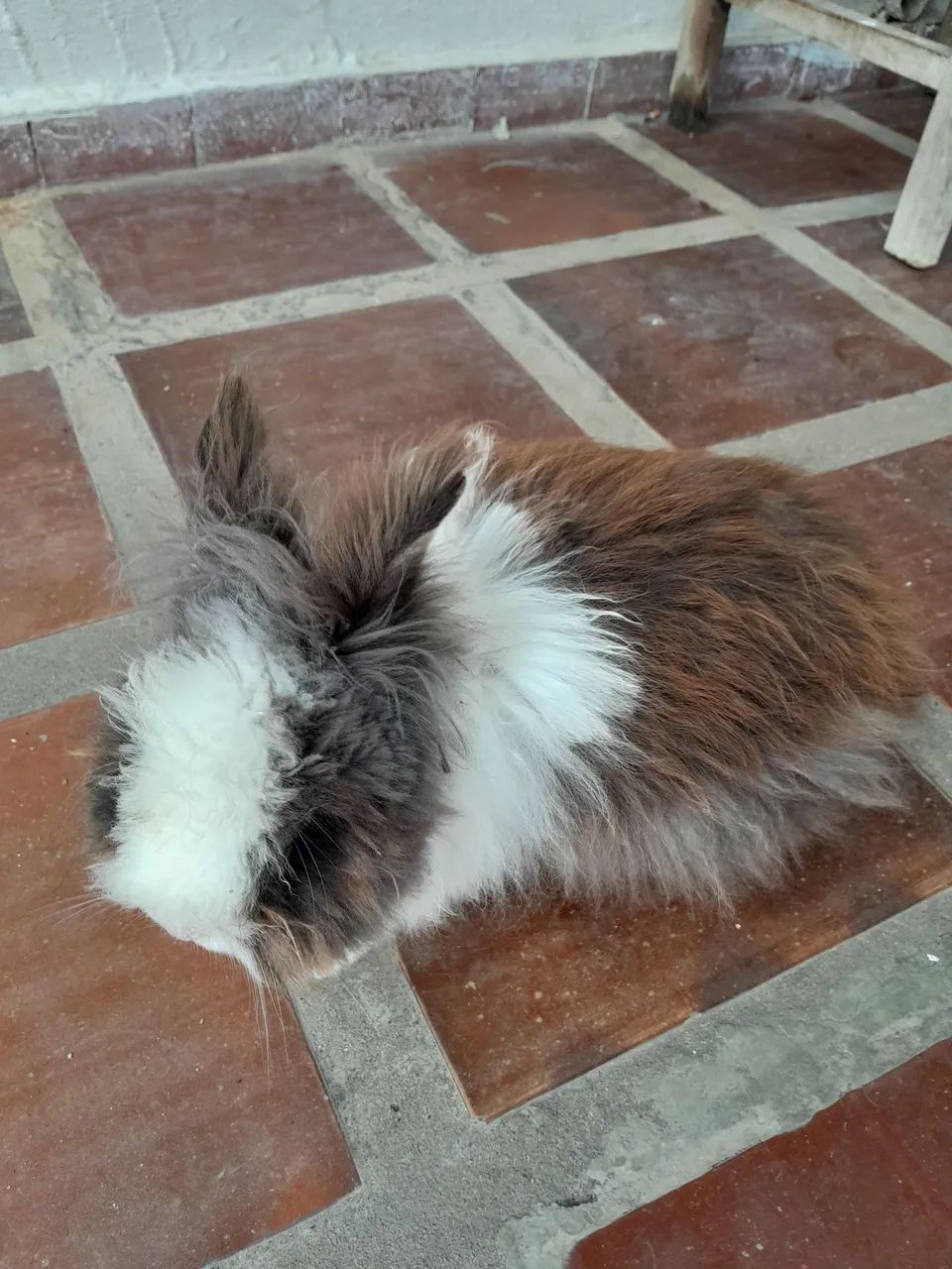 Coelho HEMI - Foto 4