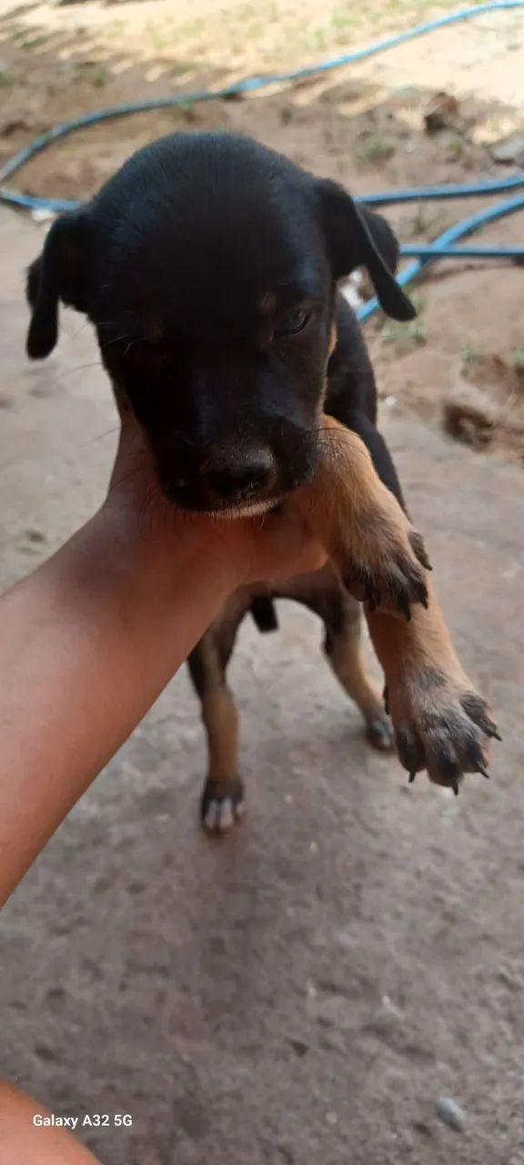 DOAÇÃO DE CACHORRO - Foto 3