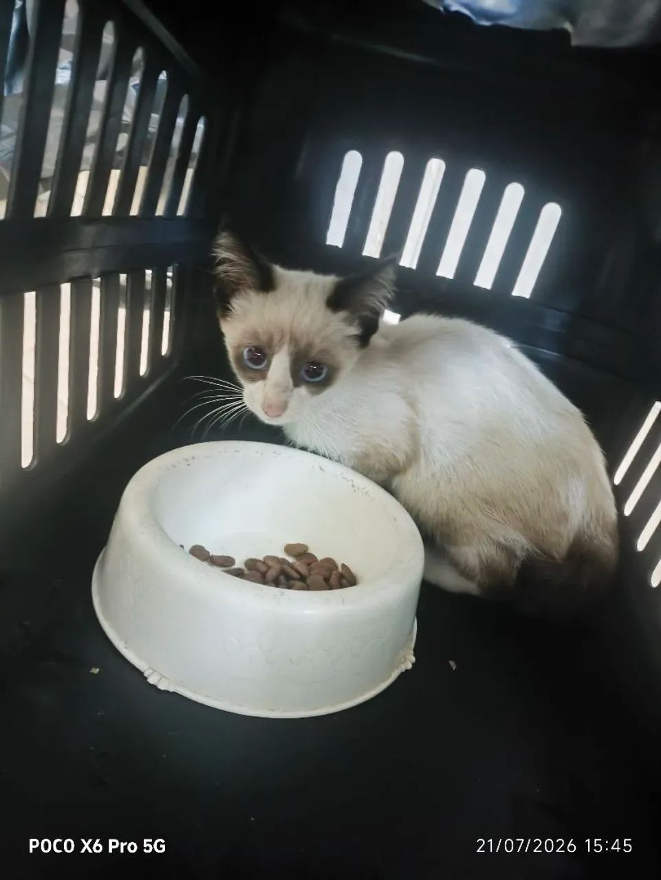 Gatinho macho  - Foto 2