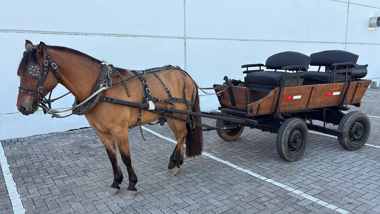 Carroça com cavalo criolo.  - Foto 4