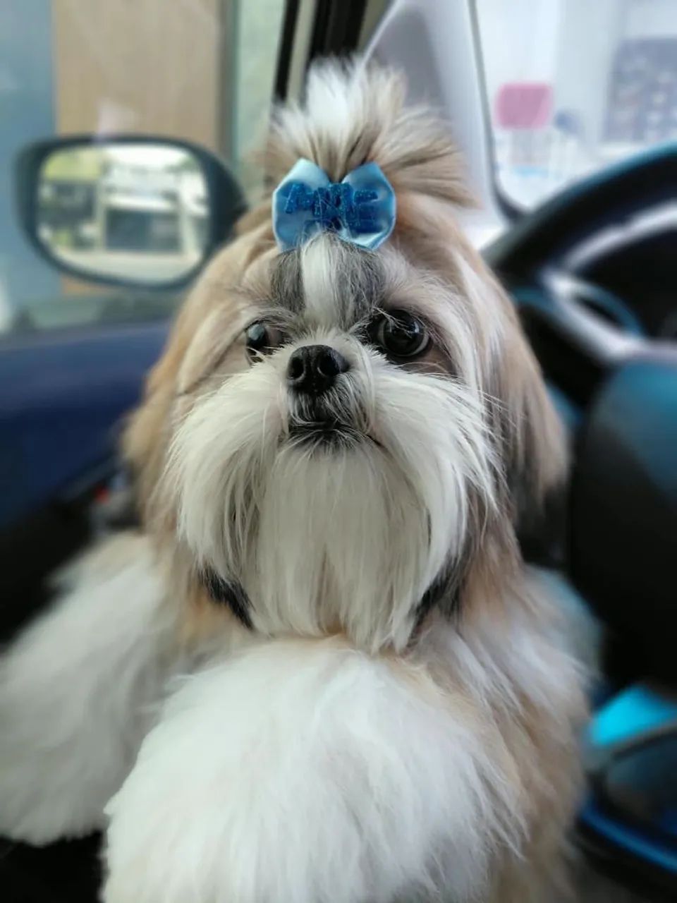 Shih tzu macho pra cruzar  - Foto 3