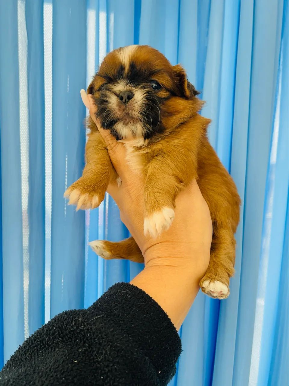 Fêmea de Shihtzu  - Foto 4