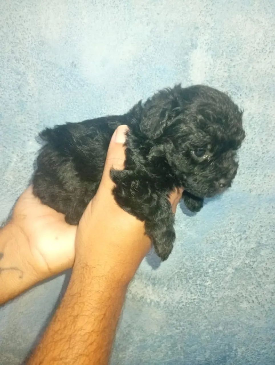 Poodle toy original  - Foto 5