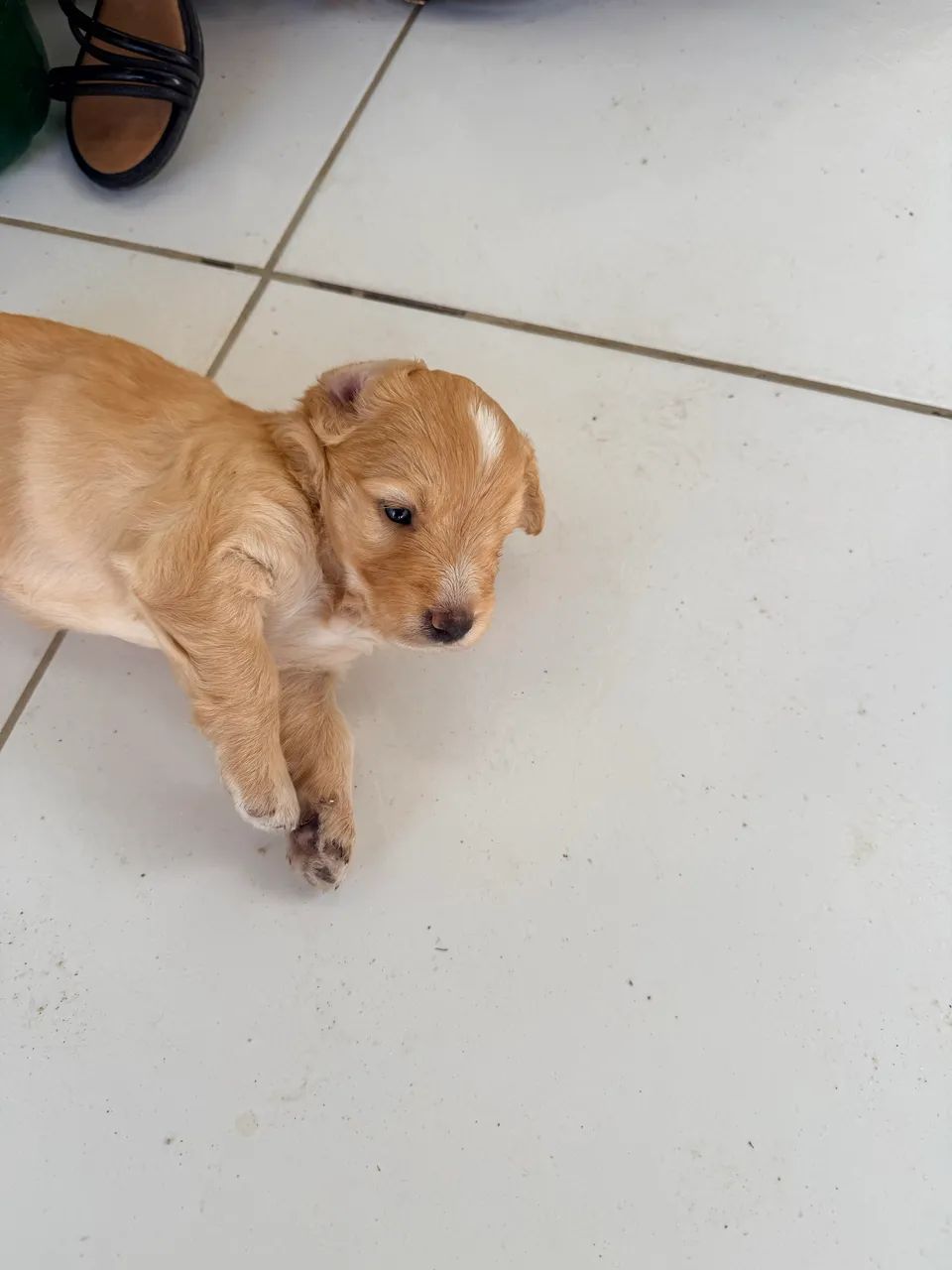 Vendo cachorros poodle com maltês  - Foto 3