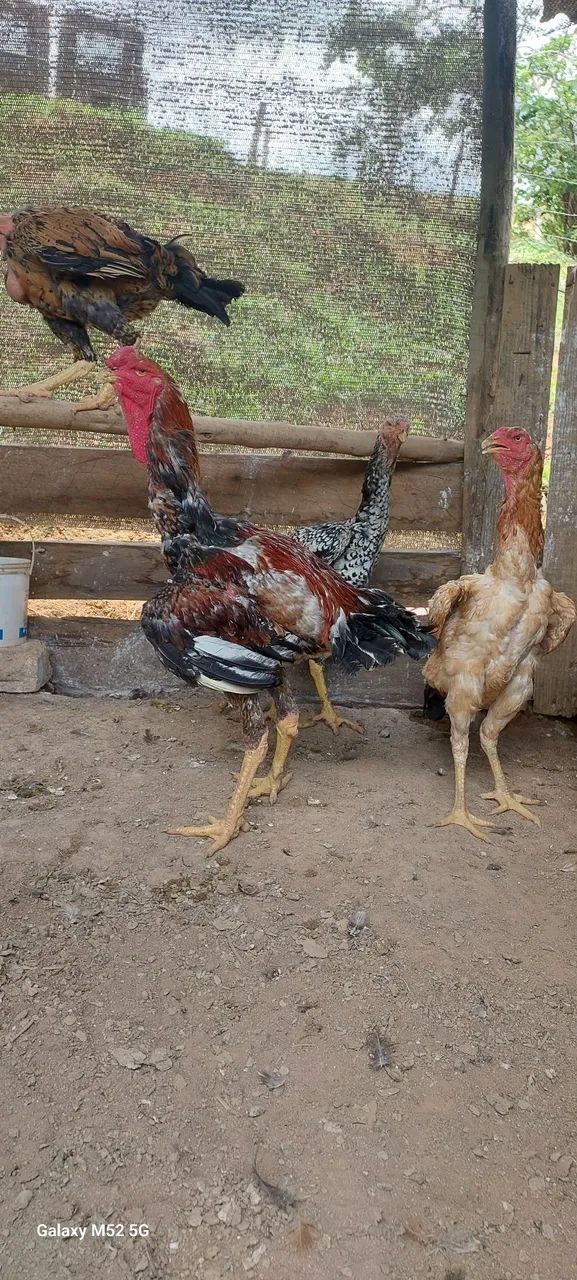 Indio gigante e polaco gigante  disponível baia completa  - Foto 2