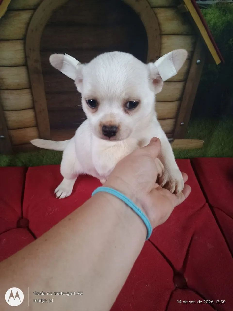 Chihuahua macho  - Foto 2