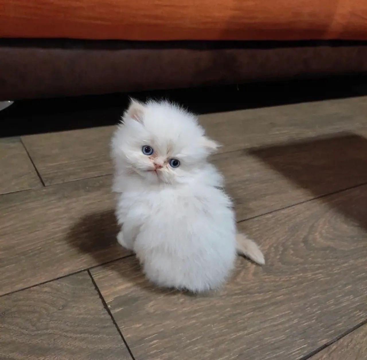 Fofos Gato Persa Macho Branco Disponível  - Foto 3