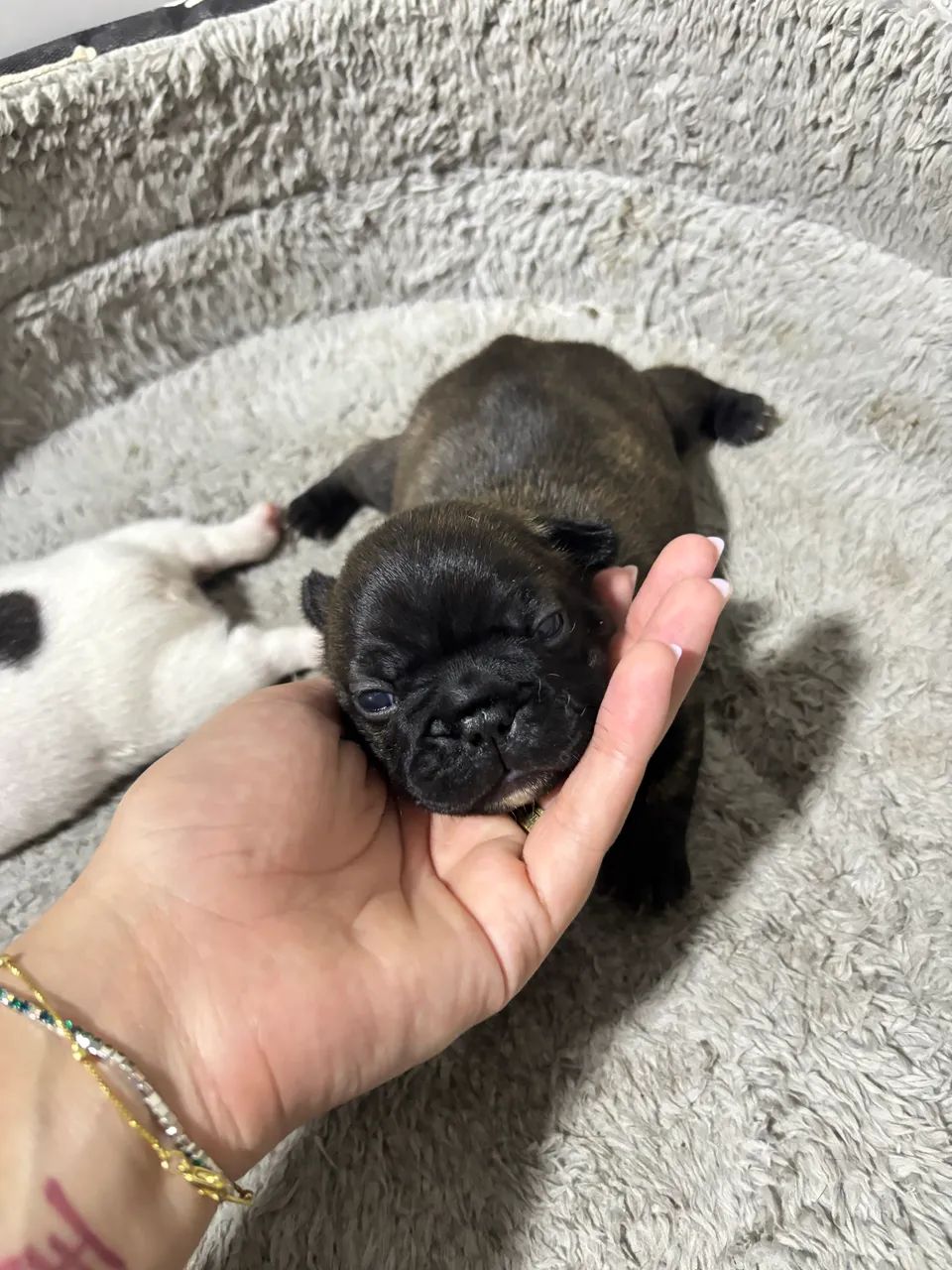 Vendo buldogue francês- fêmea 