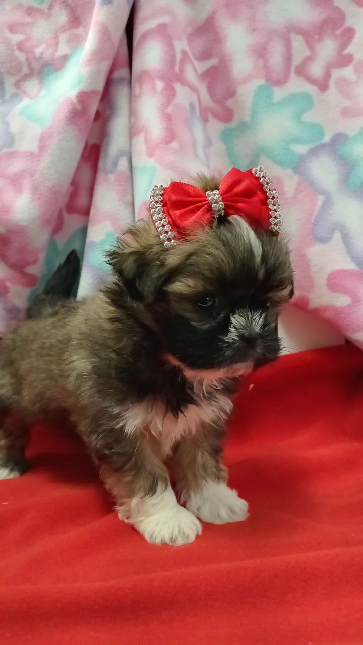 Shih Tzu  - Foto 2