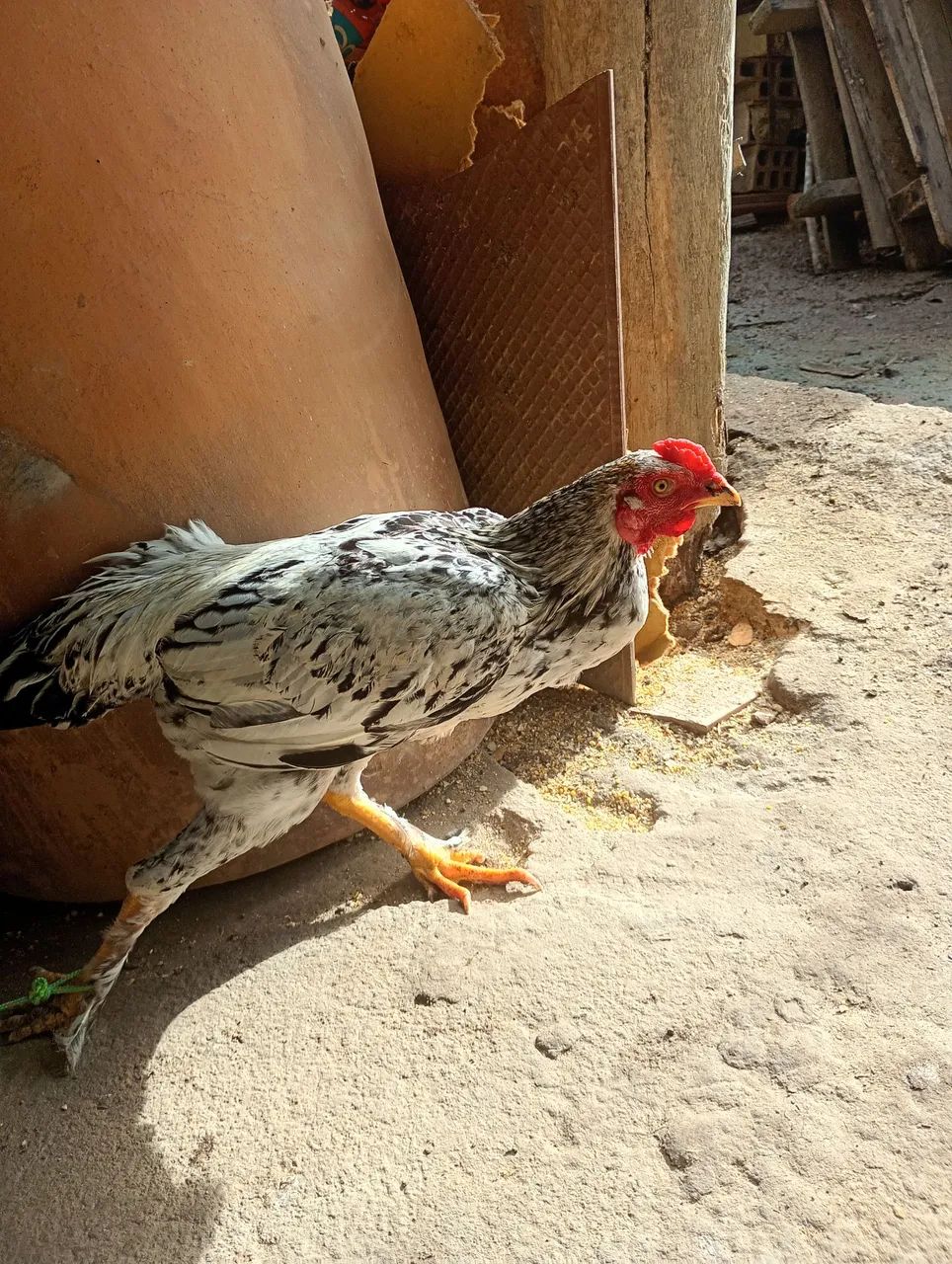 Vende-se 2 frango caipira - Foto 4