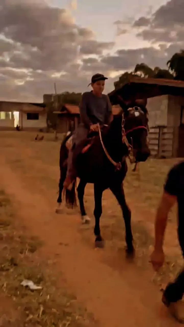 Cavalo manso - Foto 4