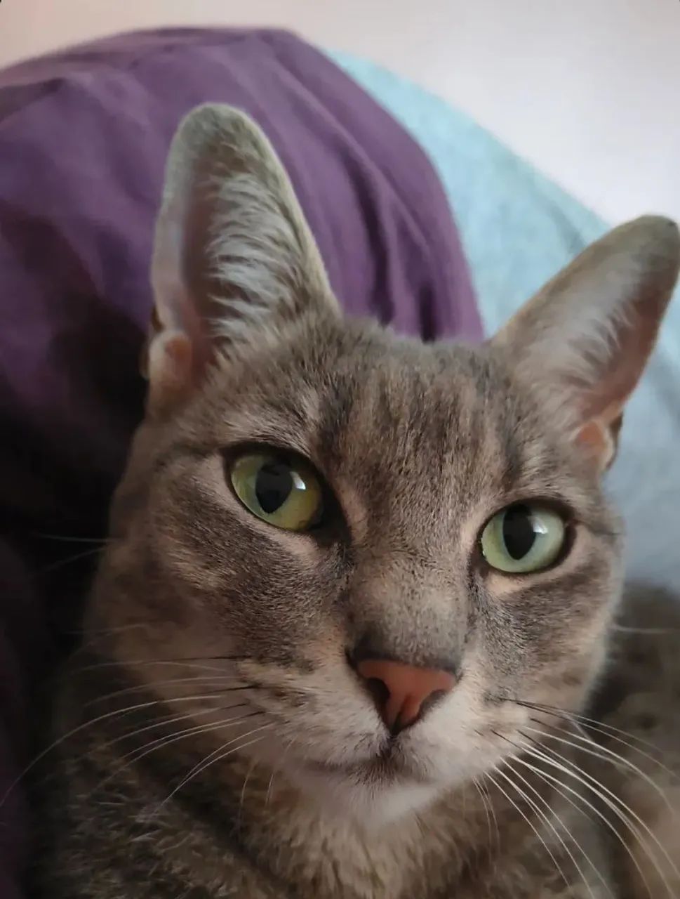 Gata para doação 