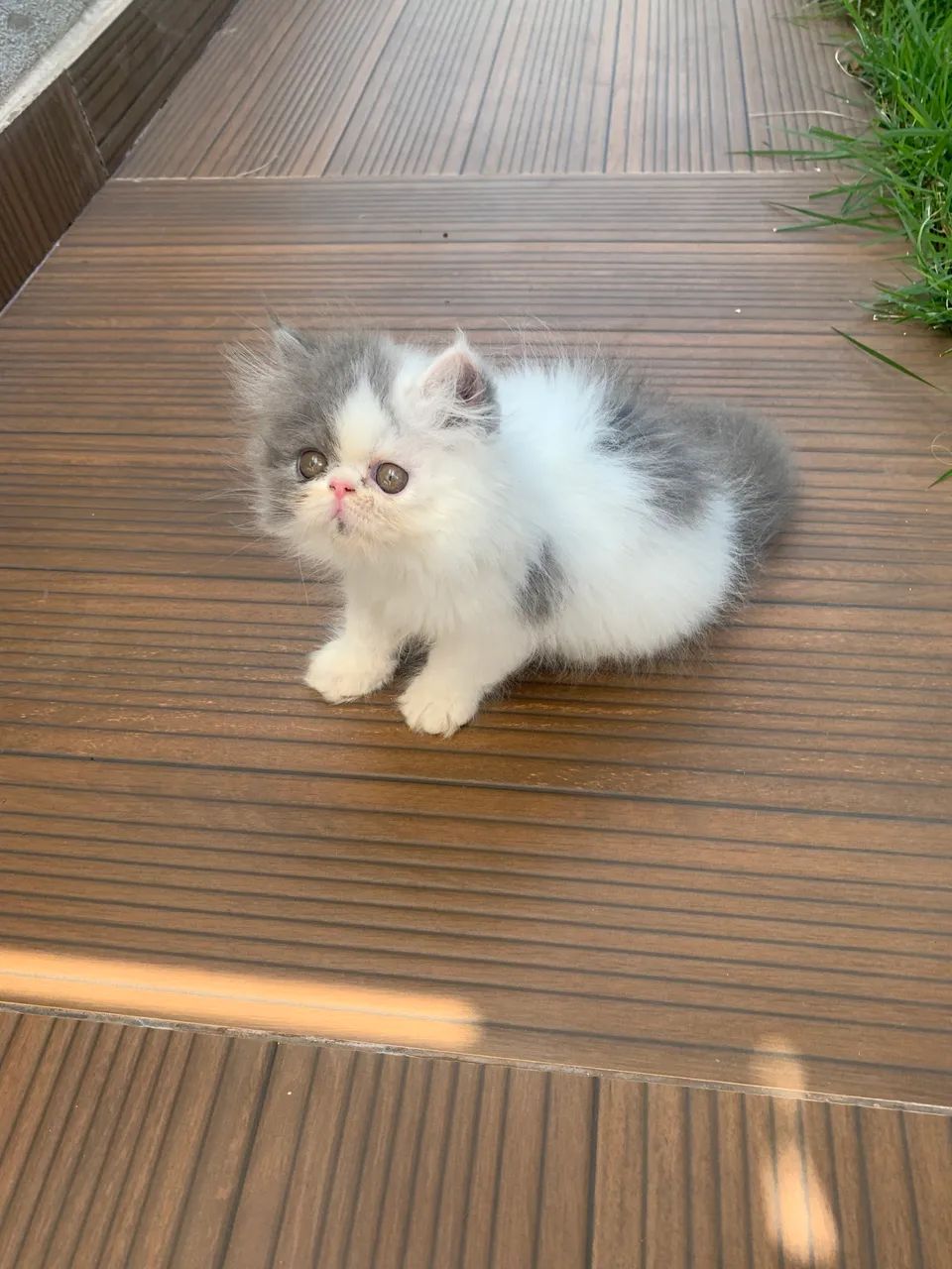 Gatos persas disponível para venda  - Foto 6